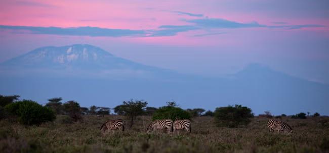 Wildlife charities warn of damage from UK aid cuts