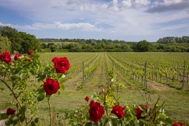 UK’s answer to Napa Valley