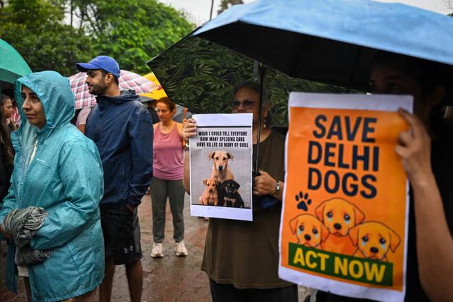 How Delhi's canine cohort became the focus of debate