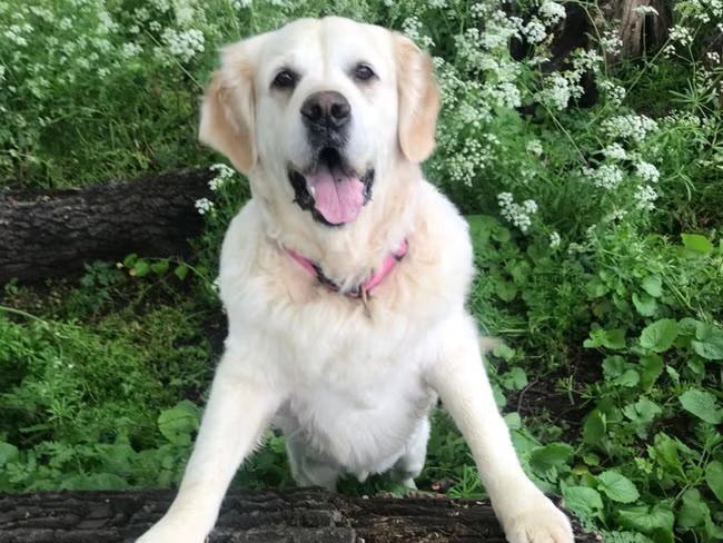 I'd happily put my food-obsessed dog on 'Wagovy'