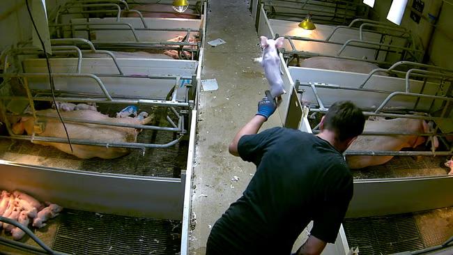Stores drop supplier over ‘appalling’ piglet slaughter