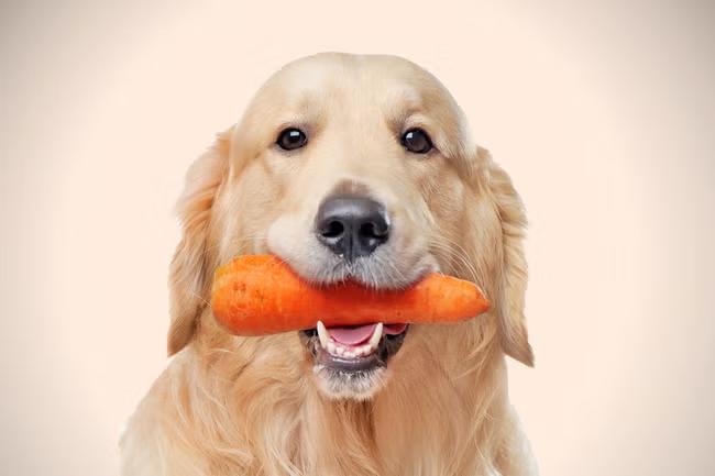 I placed my dog on a vegan diet - what could go wrong?