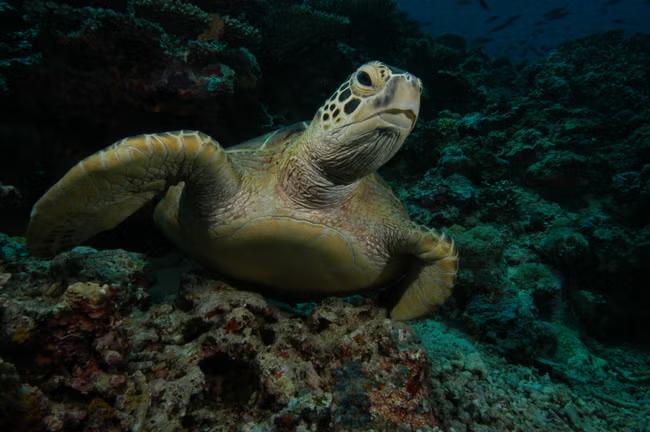 Green turtle bounces back from the brink of extinction