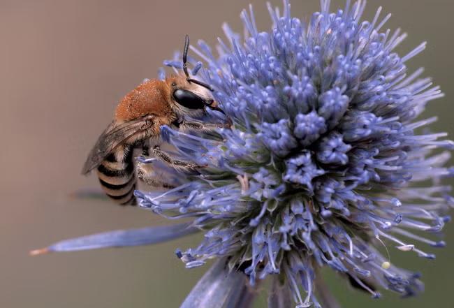 Extinction fears as bees and butterfly numbers plummet