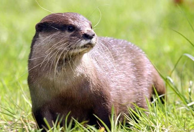 Otters and beavers among rare wildlife 'at serious risk' from new planning reforms