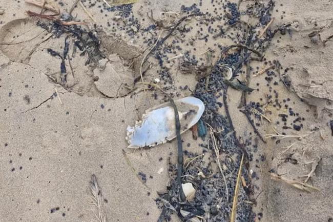 Dog owners warned as toxic pellets wash up on beach