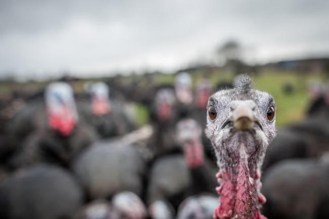 Christmas turkeys in short supply due to bird flu spike