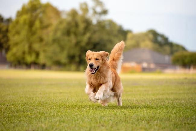 Dog owners face unlimited fines for livestock attacks
