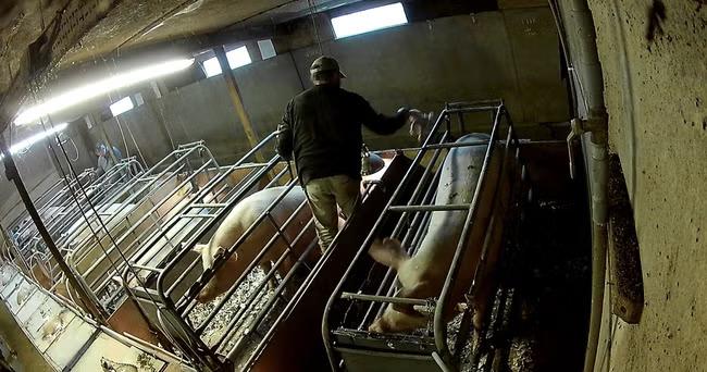 Activists hail ‘landmark’ reforms to animal welfare
