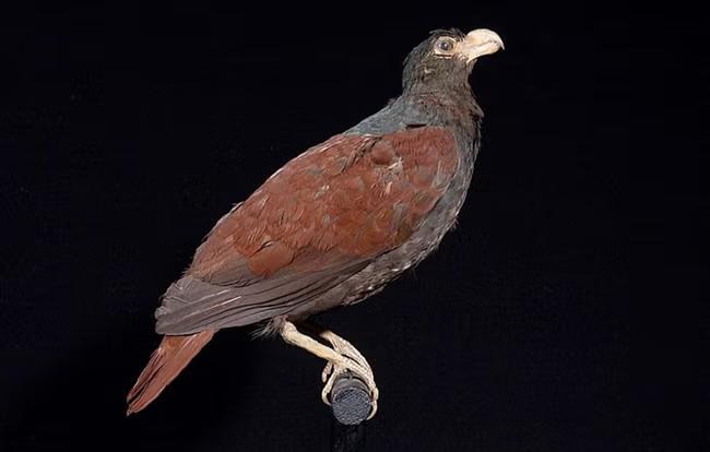 Dodo's closest relative is spotted in remote rainforest