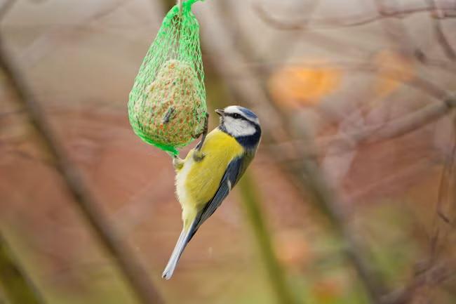 Beak practice: keeping our feathered friends well fed