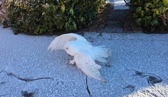 The soft white of his feathers would not camouflage him