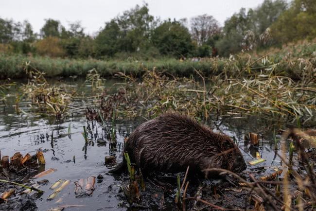 Dam fine job: Tube flooding problem solved by beavers
