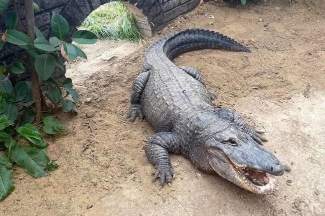 Zoo owner’s wife ‘leapt into crocodile area to save boy’