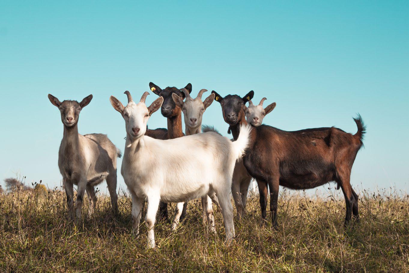 Why climate change means goatmightsoon bethe new beef...
