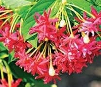 With 140 species on 3 acres, Nainital gets India's biggest aromatic garden