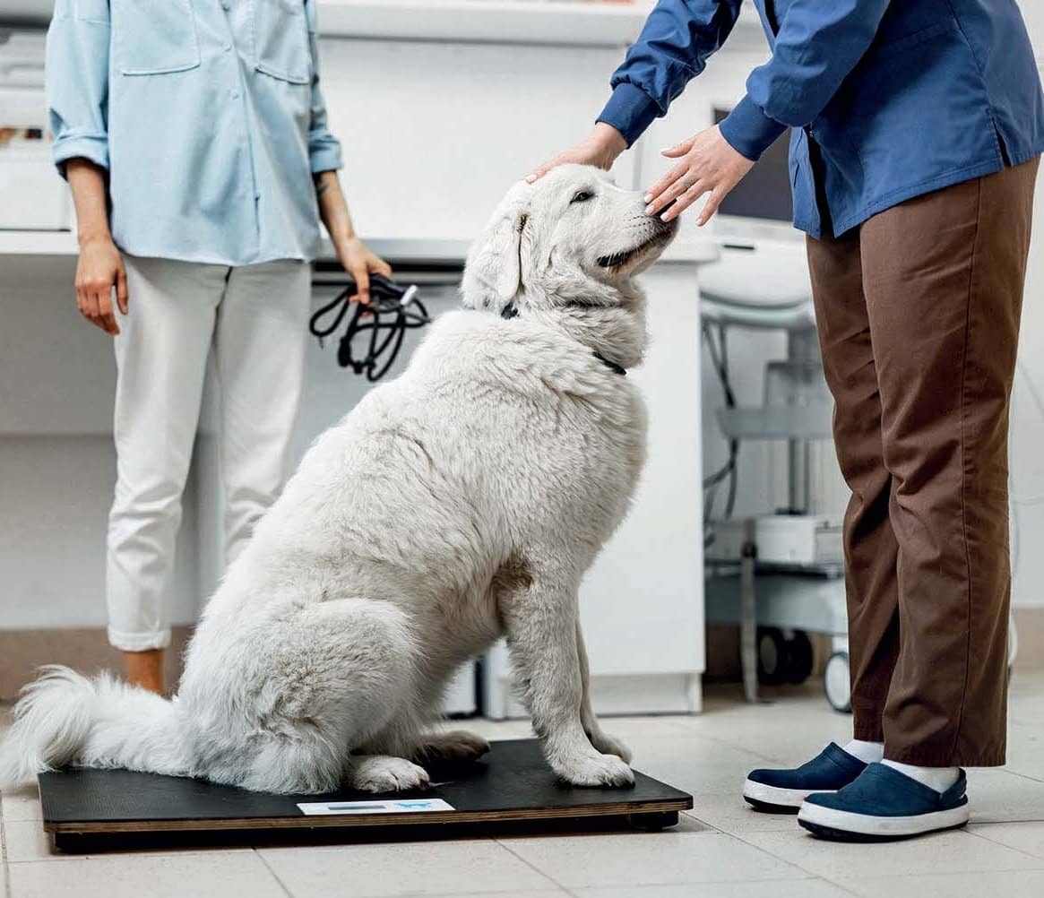 Overweight dogs respond well to high protein and fibre diet: Study iStock