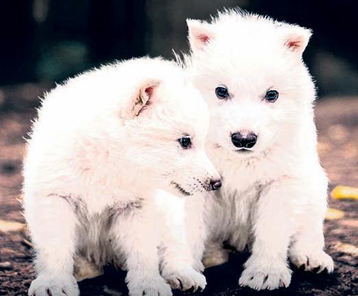 Dire wolves howl again after 12,000 years