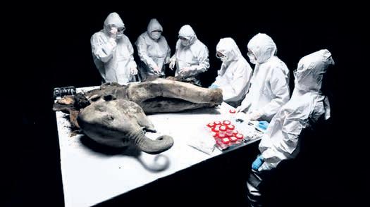 130,000-yr-old mammoth goes under scalpel
