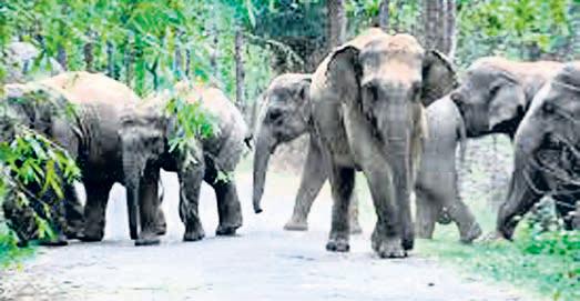 Jumbos from Odisha to be MP’s safari attraction
