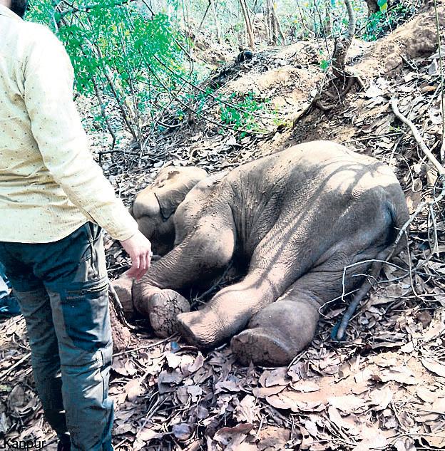 Elephant calf under treatment dies