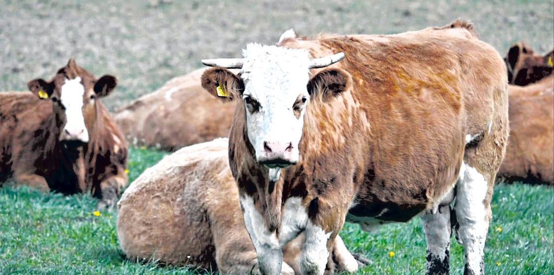 Foot-and-mouth disease outbreak leads to animal culls