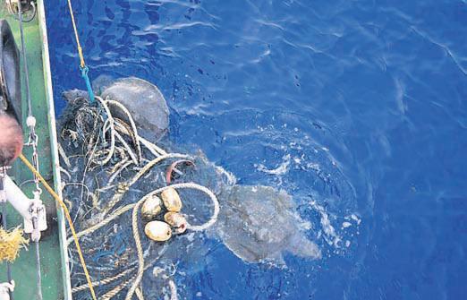 ICG ship comes to rescue of 2 Olive Ridley turtles
