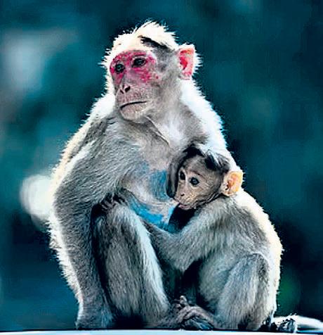 Maharashtra plans monkey, langur sterilisation centres in Konkan to protect farms