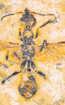 113mn-yr-old Brazilian fossil preserves oldest known ant