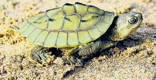 Humans to blame for 80% drop in three-striped roofed turtle numbers