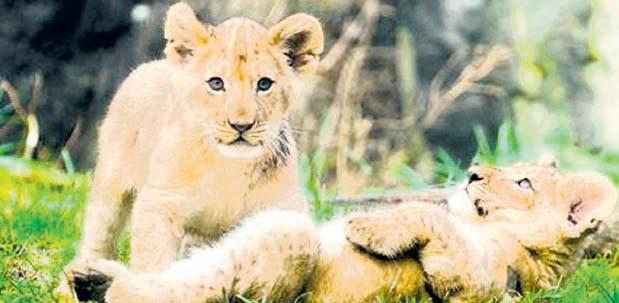 Delhi zoo welcomes Asiatic lion cubs after 16 years