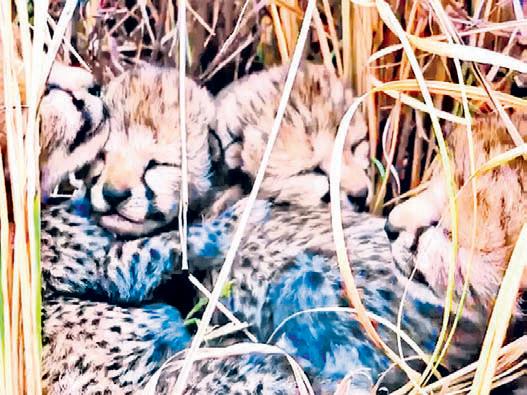 Five cheetah cubs born in Kuno National Park