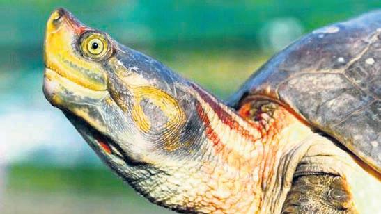 Red-crowned roofed turtle returns to Ganga after 3 decades