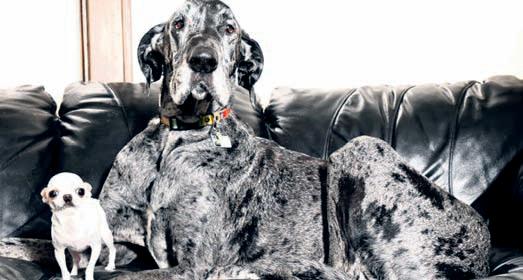 World’s tallest, smallest dogs meet up for playdate