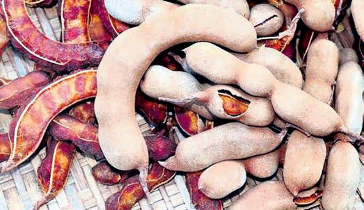 Tribals earn pittance from tamarind sale as TDCC ‘backs out’