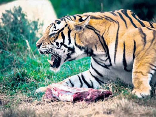 Baiting may make tigers less afraid of humans, experts warn
