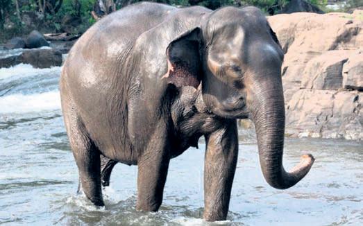 King Charles honours Indian elephant charity