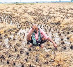 Unseasonal rains now state-specific disaster