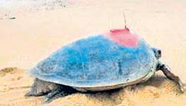 Geo-tagged in Gahirmatha, Olive Ridley turtle reaches Andhra coast via Sri Lanka