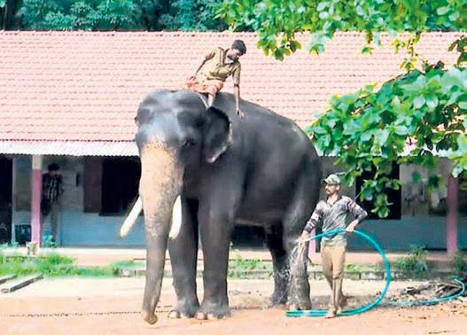 Search on to spot tiger at Kalikavu