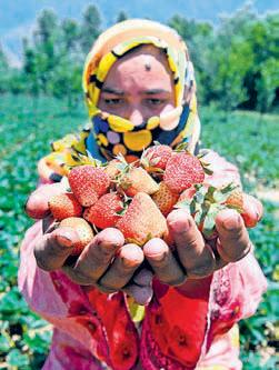 Valley strawberry farmers hit hard as prices plummet