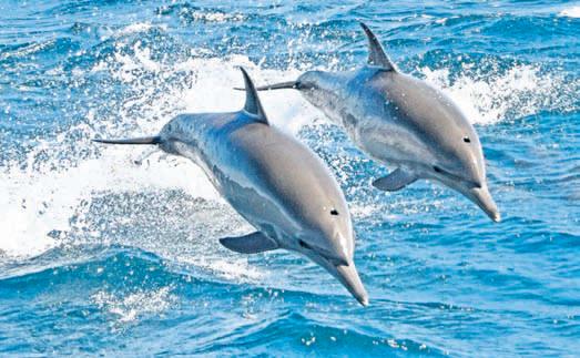 Study flags chemical contamination risk to endangered Gangetic dolphins