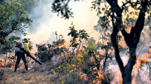 India lost 18,200 ha of primary forest in 2024: GFW