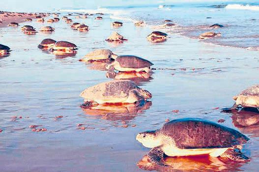 Odisha leads in conservation of Olive Ridley turtles