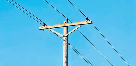 Poachers’ electric snares put lives at risk