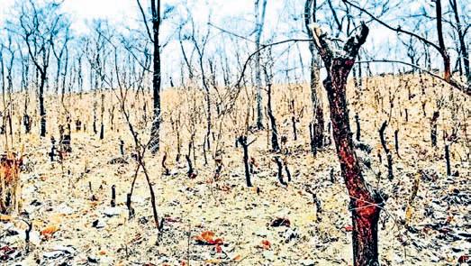 Consider Maha’s Zudpi Jungle as forest lands: SC