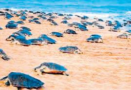 Chorus grows for turtle research centre near Rushikulya estuary