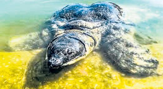 Tripura's rare Bostami turtles face extinction