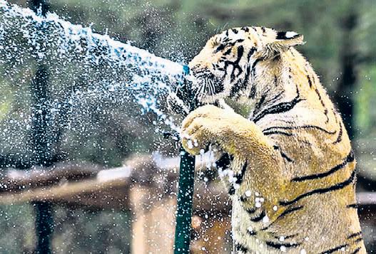 Ice cream, ‘sattu': Animals get treats to beat the heat