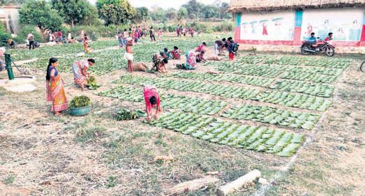 Absence of 'division' leaves kendu leaf collectors in lurch